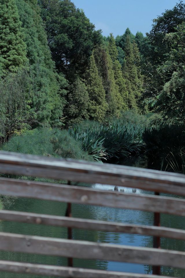 昆明翠湖麗瑞德酒店——昆明海洪濕地公園