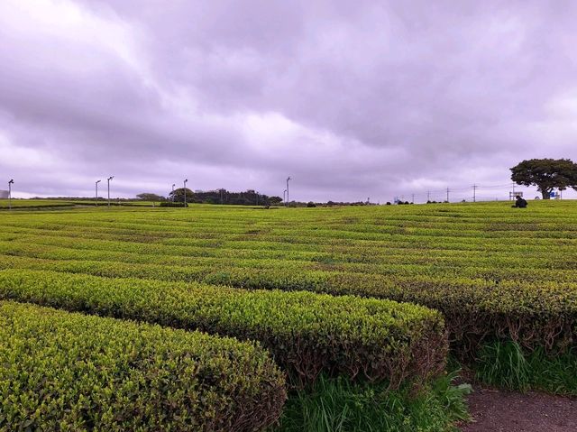 Amazing weekend getaway to Jeju Island, South Korea! 