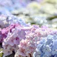 大阪交通攻略｜6月必去！久安寺絕美紫陽花海盛開中🪻
