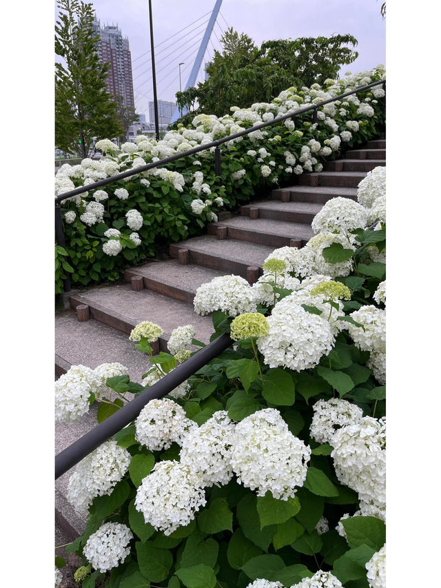 台場 | 繡球花的絢麗盛宴