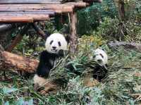 成都大熊猫繁育研究基地｜避開人潮的在地玩法