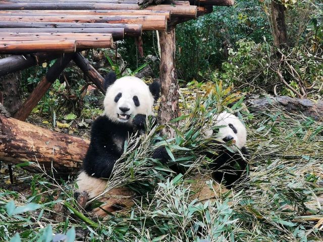 成都大熊猫繁育研究基地｜避開人潮的在地玩法