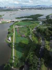 探索華發水郡濕地公園：邂逅荷花盛放的詩意時光