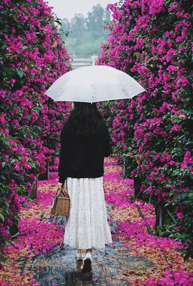闖入現實版莫奈花園｜昆明周邊宜良三角梅瀑布