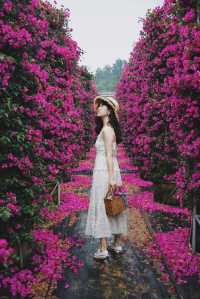 闖入現實版莫奈花園｜昆明周邊宜良三角梅瀑布