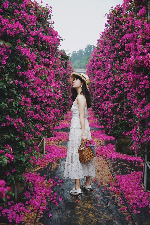 闖入現實版莫奈花園｜昆明周邊宜良三角梅瀑布