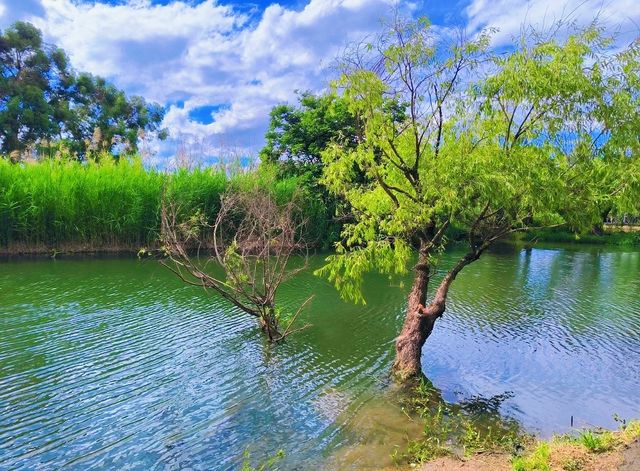 茶馬花園度假酒店遊玩周邊——撈魚河濕地公園