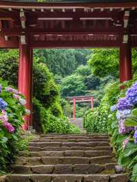 無盡夏嘅日本，闖入藍紫繡球花海秘境！