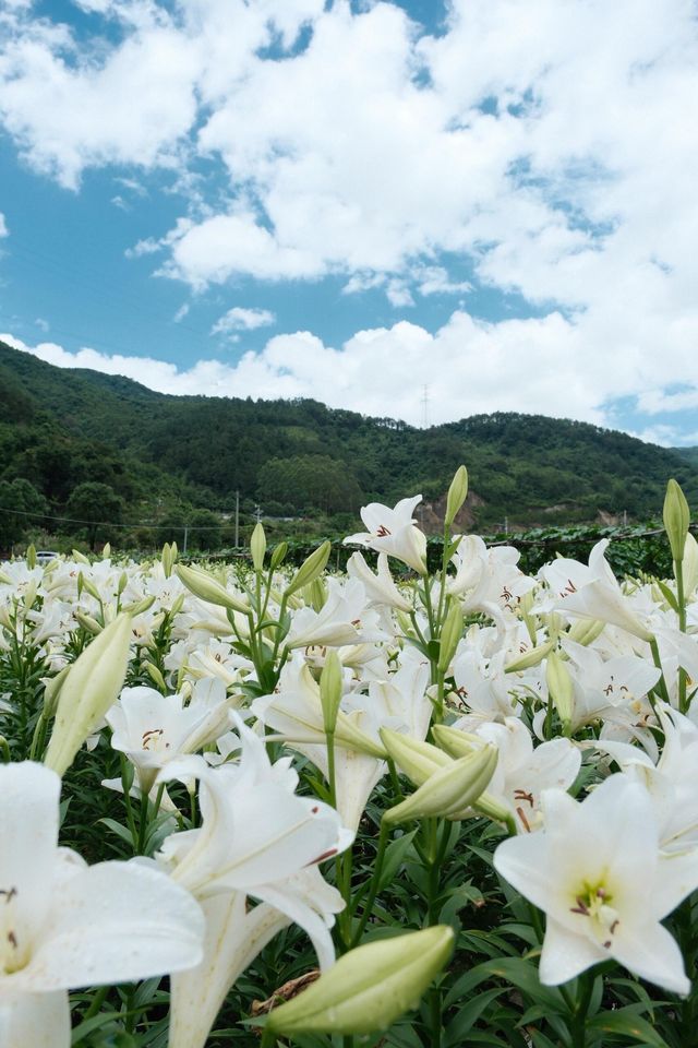 福州限定浪漫！呢片高過人嘅百合花海藏唔住啦～
