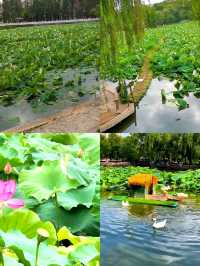「昆明翠湖公園：城市中的詩意綠寶石」