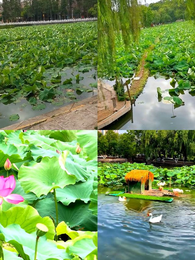 「昆明翠湖公園：城市中的詩意綠寶石」