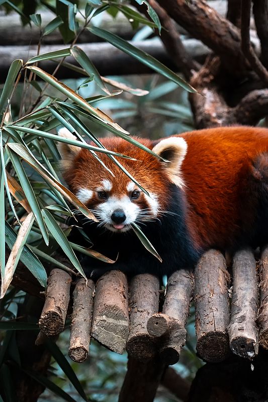 Top 9 Panda Adventures at Chengdu Research Base! 🎋🐼