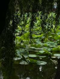 晴翠湖不如雨翠湖