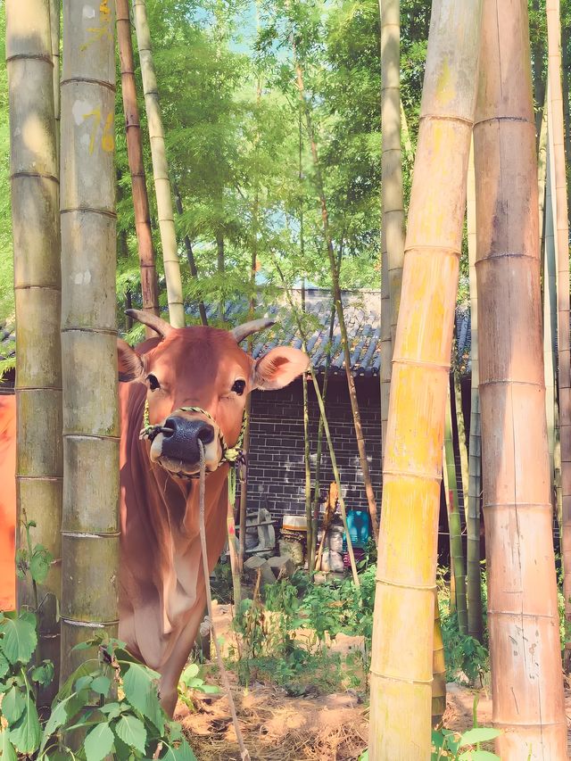 歡迎來麗水3天2晚旅行（500元）攻略，適