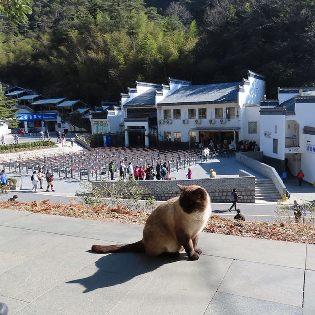 【世界遺産 黄山🏔️】山頂ホテルで1泊🏨黄山旅行