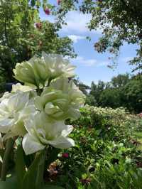 人隨花好
