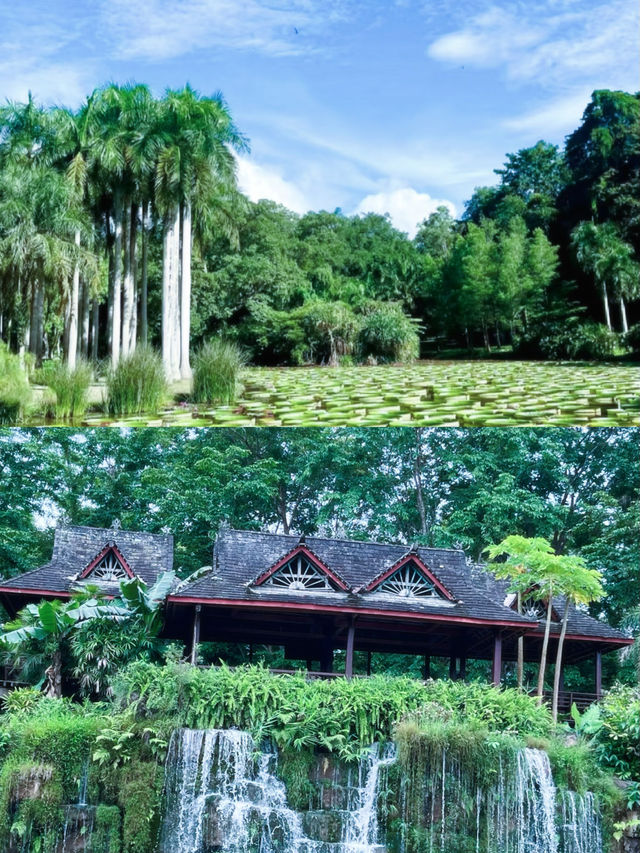 西雙版納熱帶植物園遊玩攻略：沉浸式體驗熱帶雨林之美