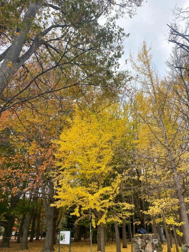 札幌秋景美食溫泉行程攻略🍁