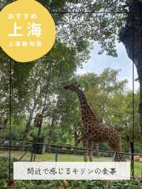 【上海動物園】パンダに会える動物園🐼