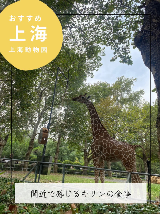 【上海動物園】パンダに会える動物園🐼