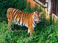 春城動物園奇遇記！20元看遍500種神奇動物！