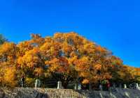 大連西山水庫賞楓指南：藏在市區的秋日限定紅韻