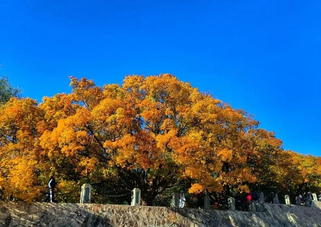 大連西山水庫賞楓指南：藏在市區的秋日限定紅韻