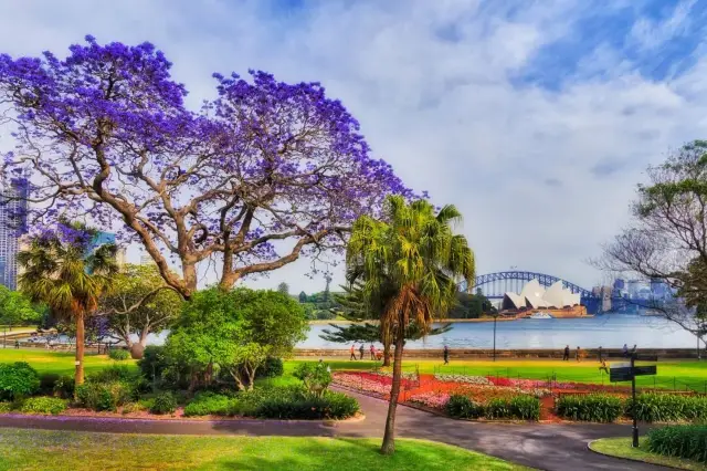Sydney's Spring Jacaranda Blooms with Purple Romance