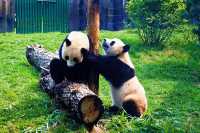 大連森林動物園｜超順路不斷檔遊玩路線+表演全攻略～來囉