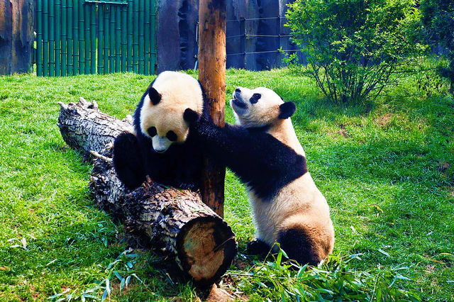 大連森林動物園｜超順路不斷檔遊玩路線+表演全攻略～來囉
