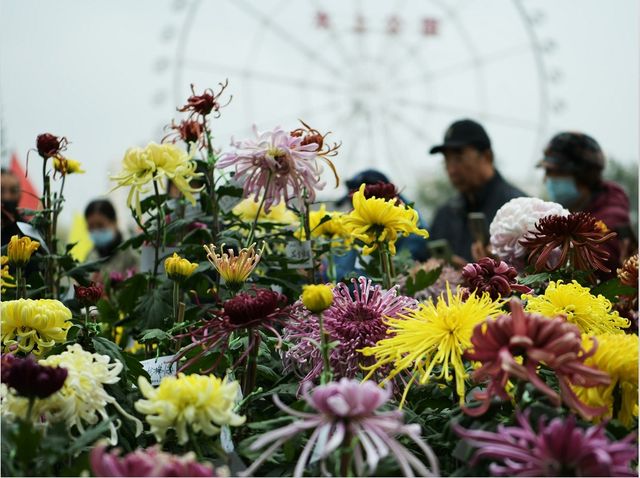 天津水上公園菊展開幕