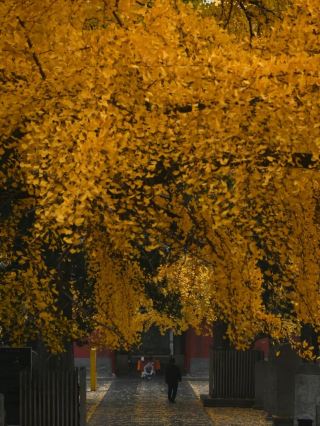 Mount Dengfeng Maple Viewing Essential Guide 
