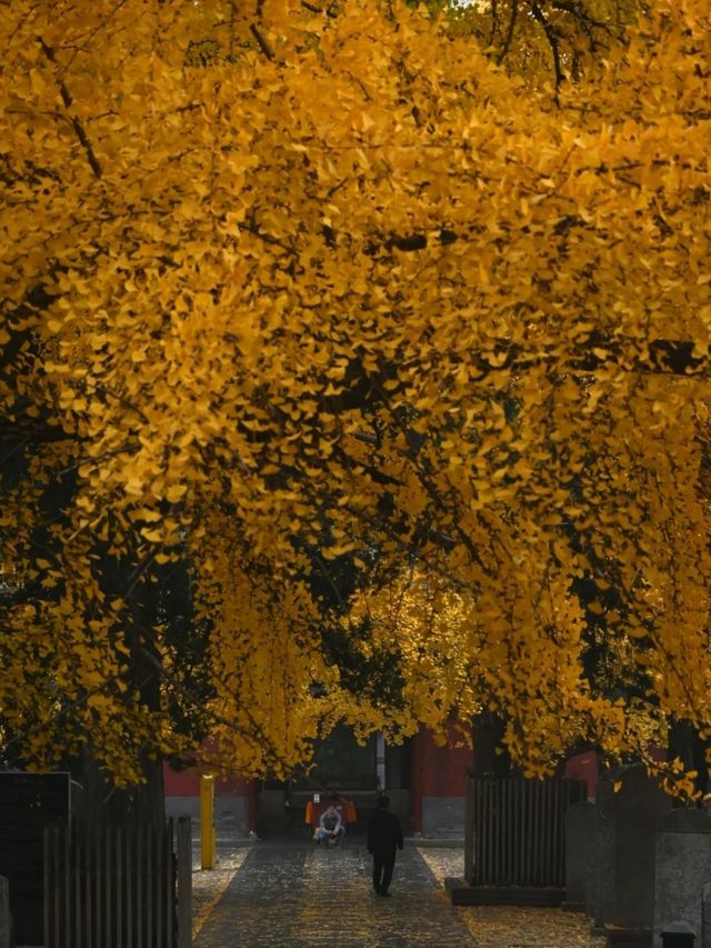 登封賞楓精華指南 