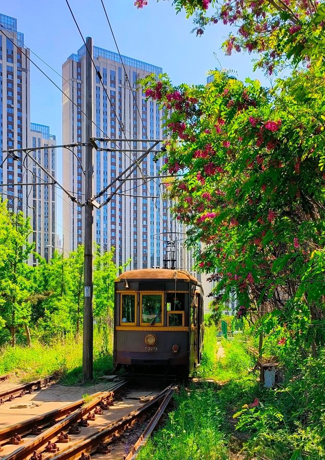 大連201有軌電車海之韻站：藏在海邊的百年時光機