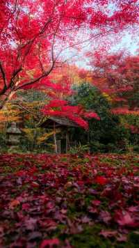 藏在遼東的「楓葉秘境」,老邊溝的秋紅醉了時光