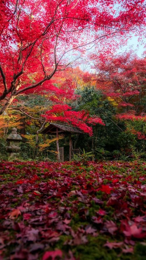 藏在遼東的「楓葉秘境」,老邊溝的秋紅醉了時光 藏在遼東的「楓葉秘境」,老邊溝的秋紅醉了時光