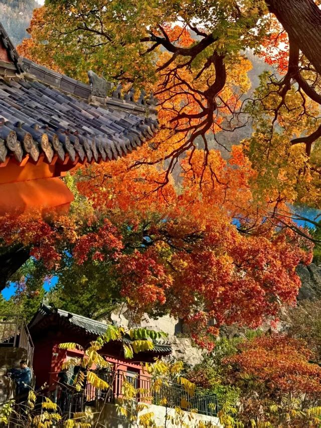 秋日崂山親子漫遊：從北九水到私湯的治癒之旅