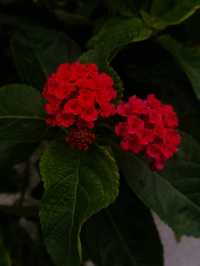 花開四季·絢麗五彩|馬纓丹