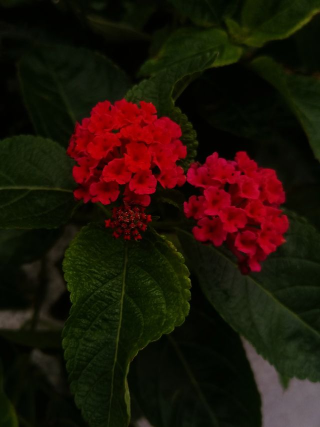 花開四季·絢麗五彩|馬纓丹 花開四季·絢麗五彩|馬纓丹