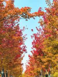 唐山人民公園賞楓攻略！市區10分鐘直達，紅葉紅成童話