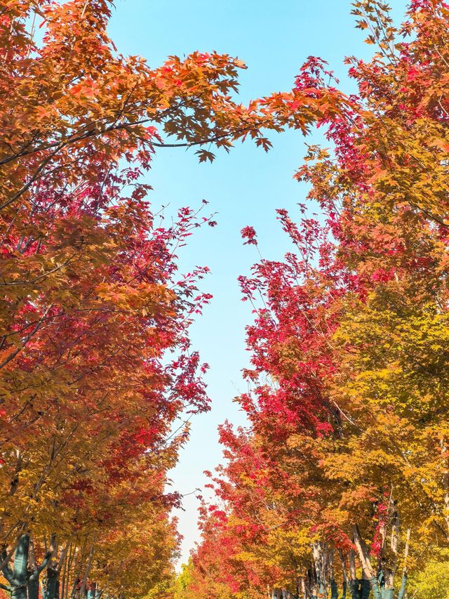 唐山人民公園賞楓攻略！市區10分鐘直達，紅葉紅成童話