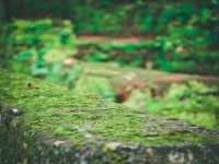 斯里蘭卡｜蒼穹之下，唯有一石