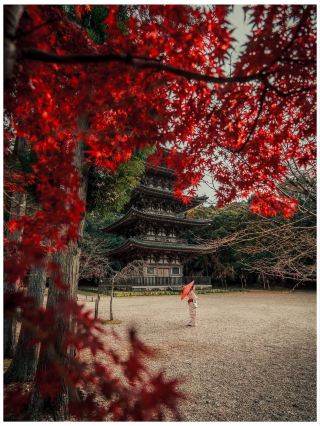 Kyoto's autumn fairy tale red leaf season must-visit spots revealed!