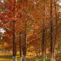 🍂 시안 가을의 숨은 보석, 짐바국립습지공원
