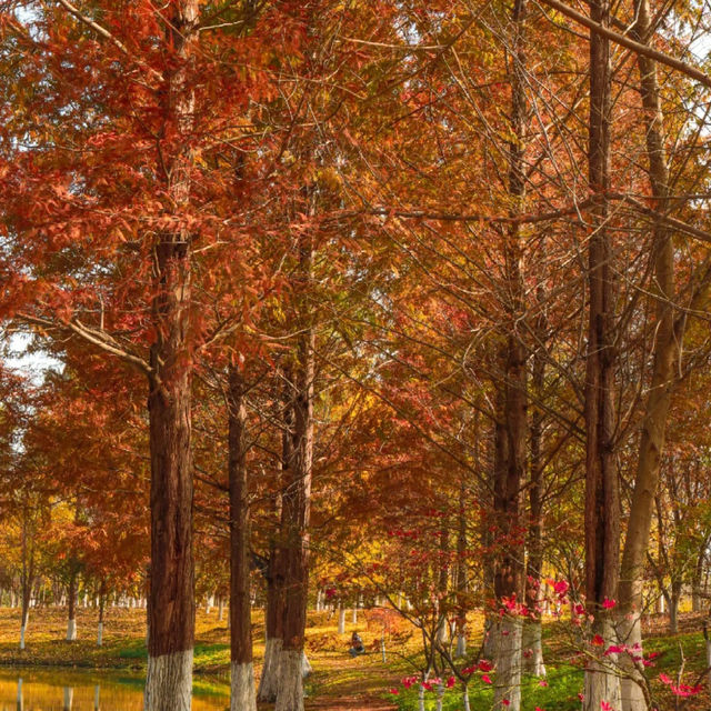 🍂 시안 가을의 숨은 보석, 짐바국립습지공원
