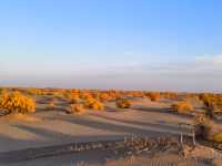 2025南疆庫車_喀什十天胡楊遊