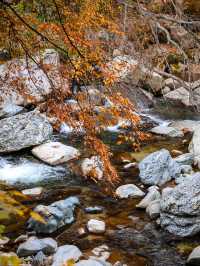 2025光霧山紅葉節，錯過等一年！