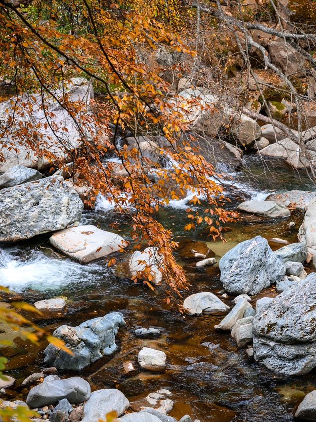2025光霧山紅葉節，錯過等一年！