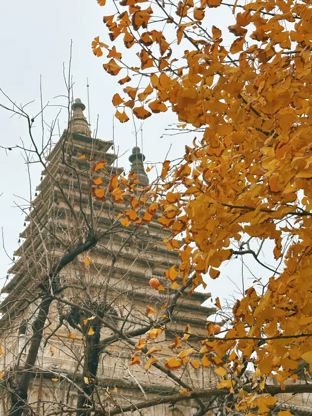 A Millennium Appointment Between Late Autumn Ginkgo and Ancient Pagoda