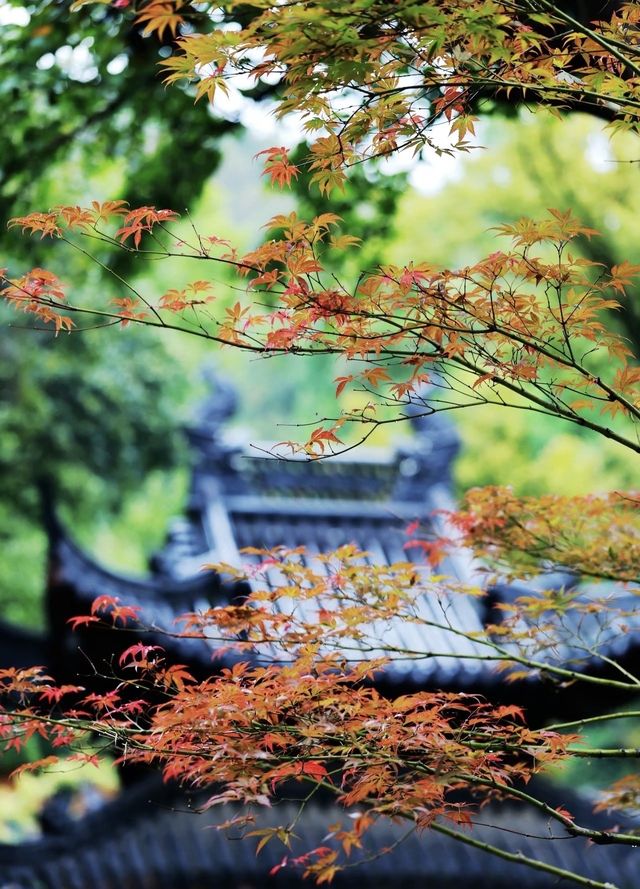 棲霞山賞秋｜南京的秋日浪漫，藏在這片紅楓裡
